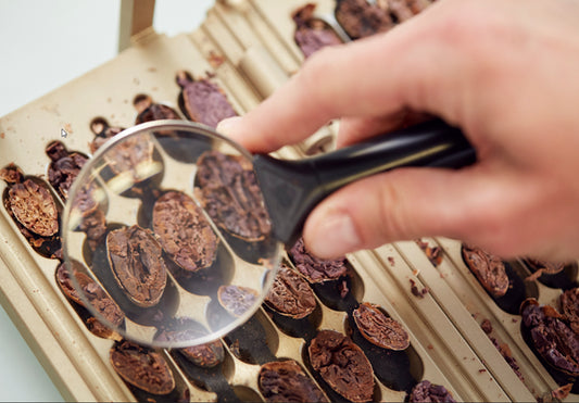 How to check cacao bean quality?
