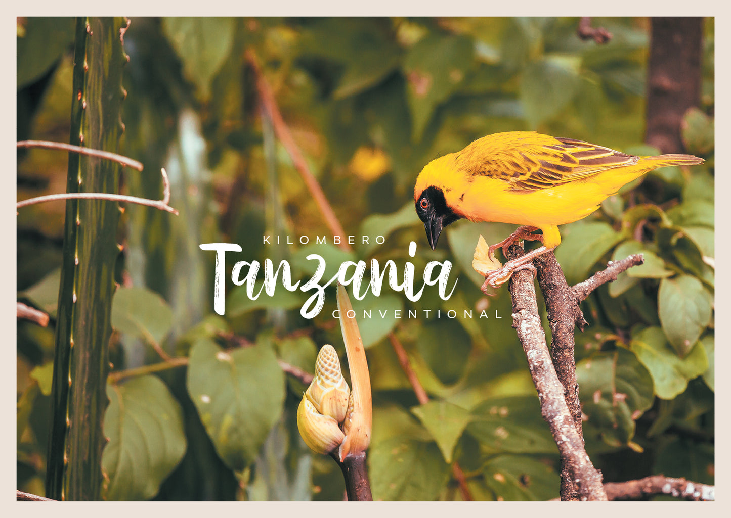 Tanzania Kilombero Cacao Convencional En Grano 1kg