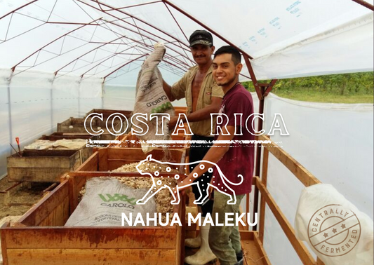 Granos De Cacao Nahua Maleku De Costa Rica