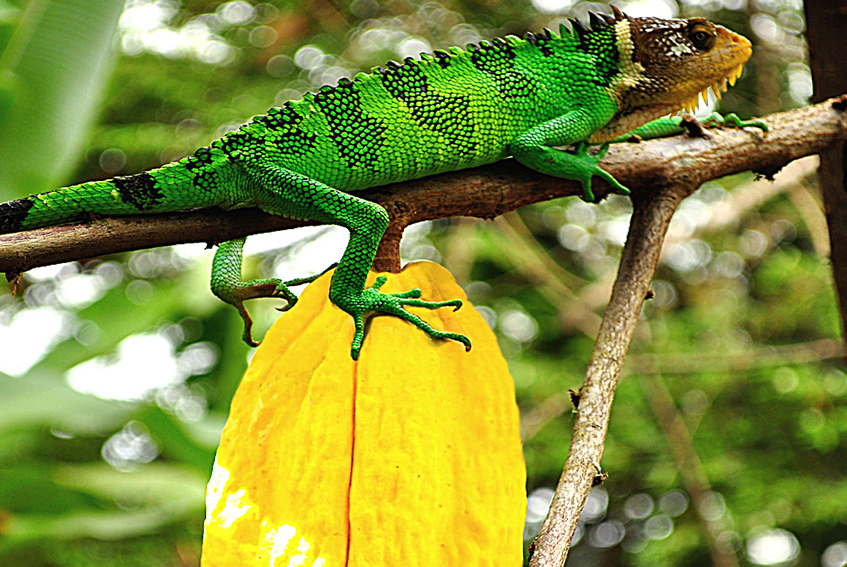 Organic Peruvian Criollo Cocoa Beans Wholesale