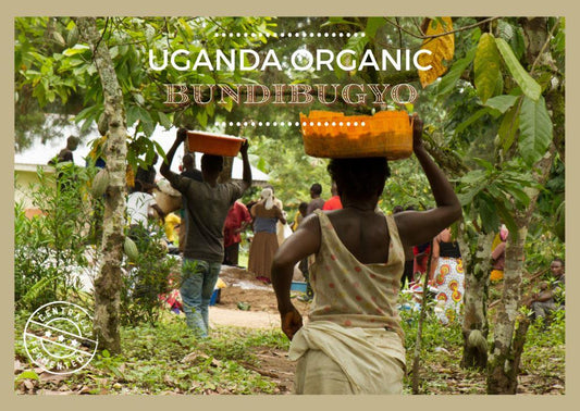 Granos de cacao orgánicos de Uganda