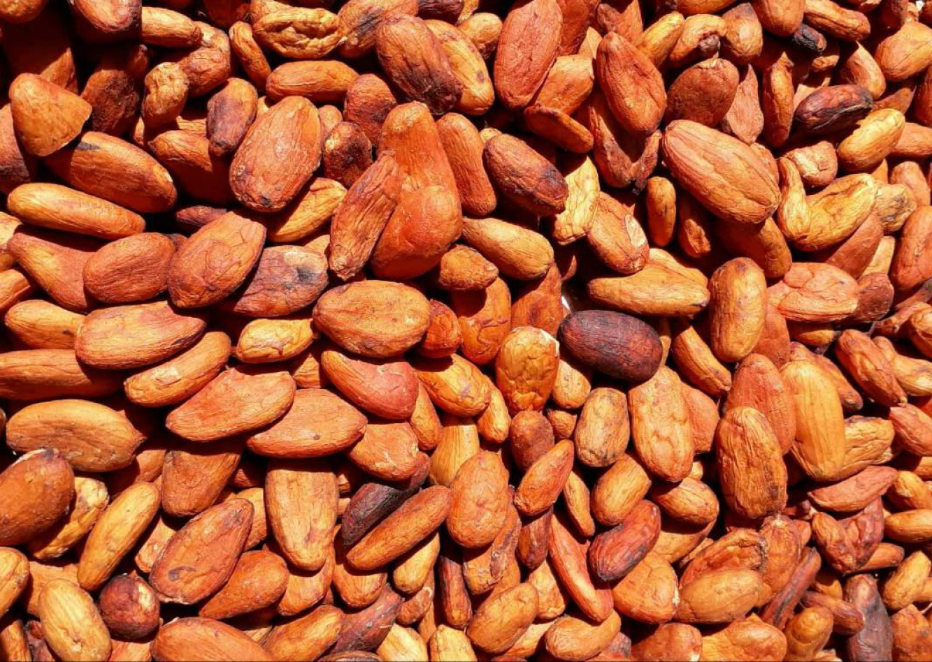 Mexico Lavado Unfermented Cermonial Cocoa Cacao Beans 1kg