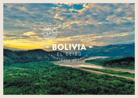 Bolivia El Ceibo Granos De Cacao