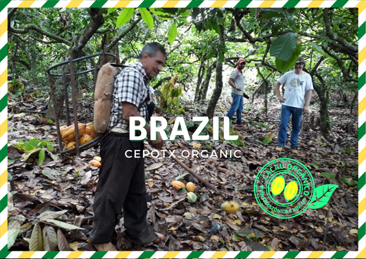 Brazil CEPOTX Cacao Cocoa Beans 1kg