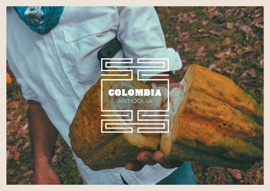Colombia Antioquia Granos De Cacao