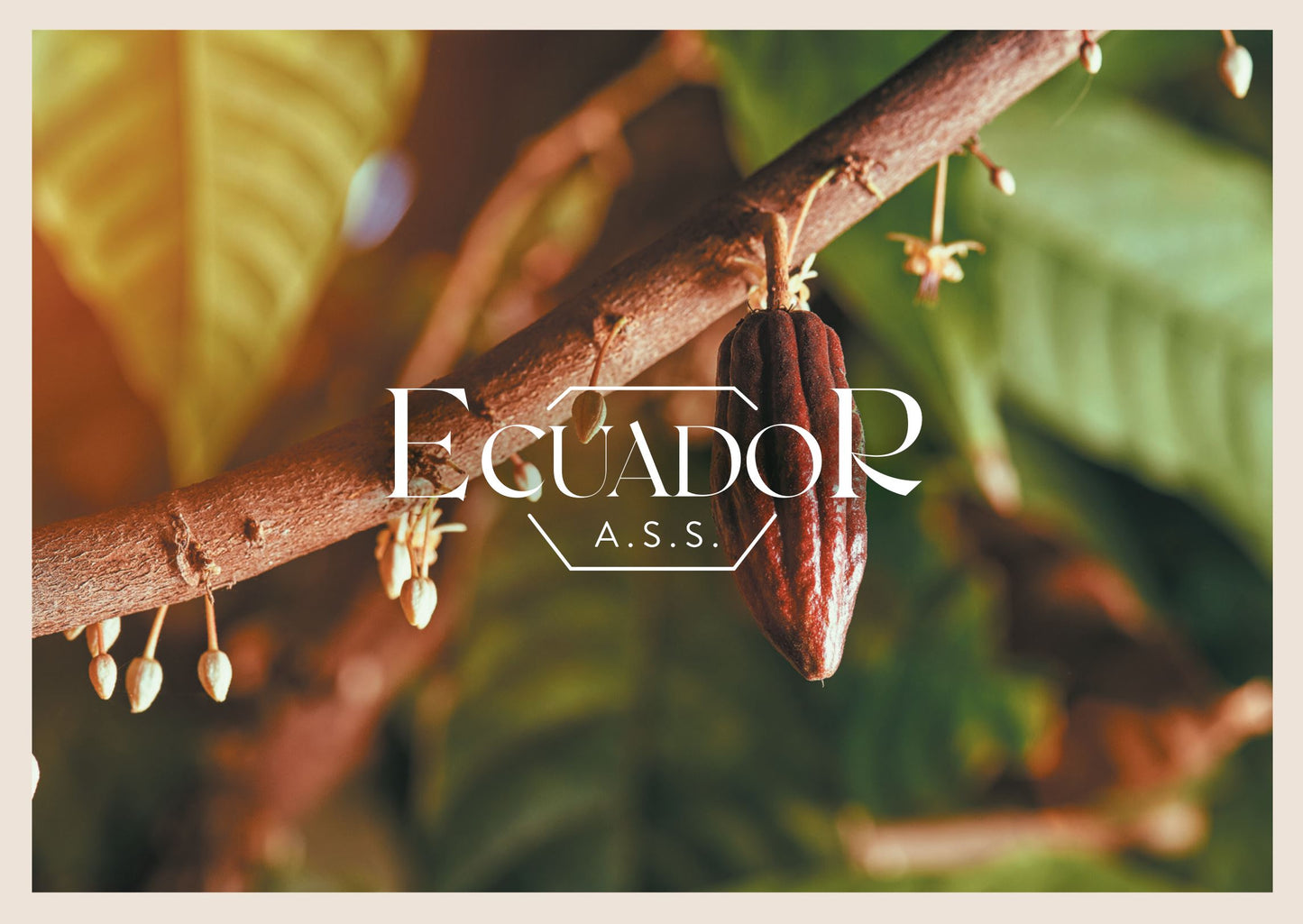 Équateur Fèves de cacao ASS