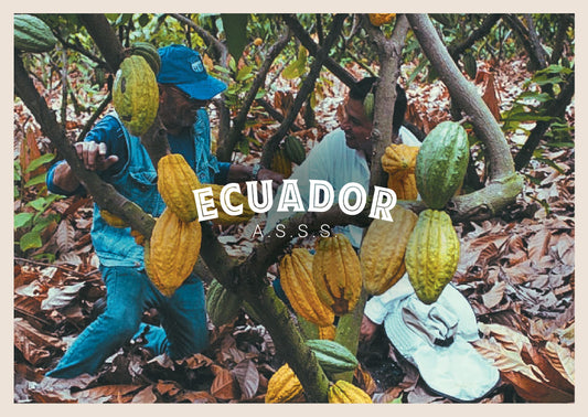 Granos de Cacao ASSS de Ecuador