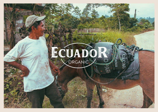 Granos de Cacao Orgánico de Ecuador