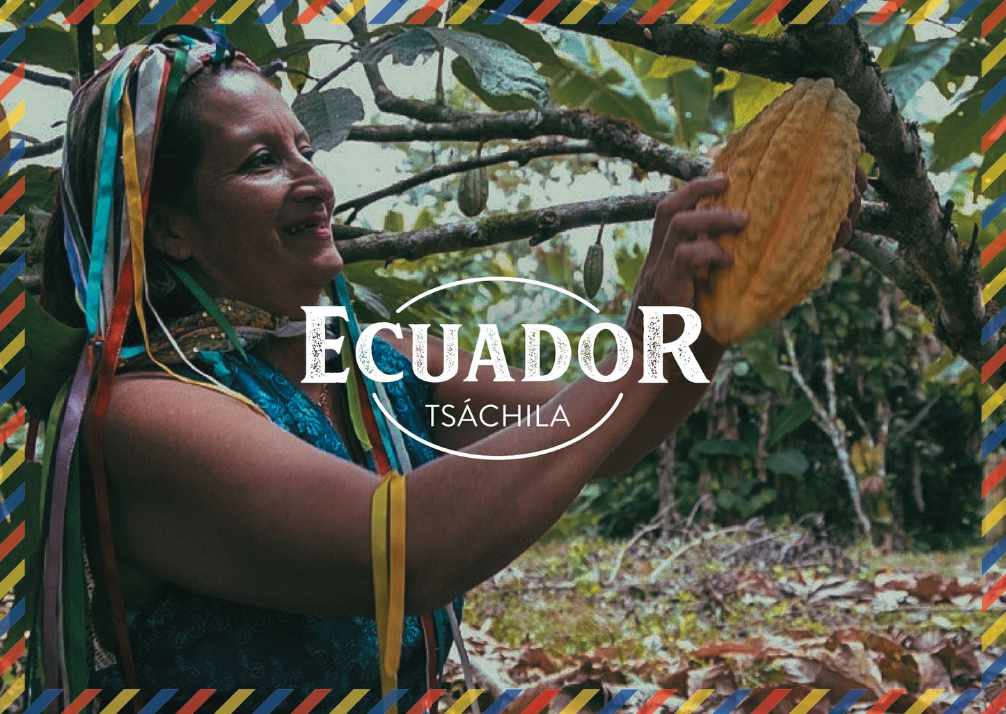 Granos de Cacao Tsáchila de Ecuador