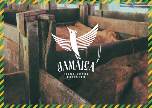 Granos de cacao pulidos de primer grado de Jamaica