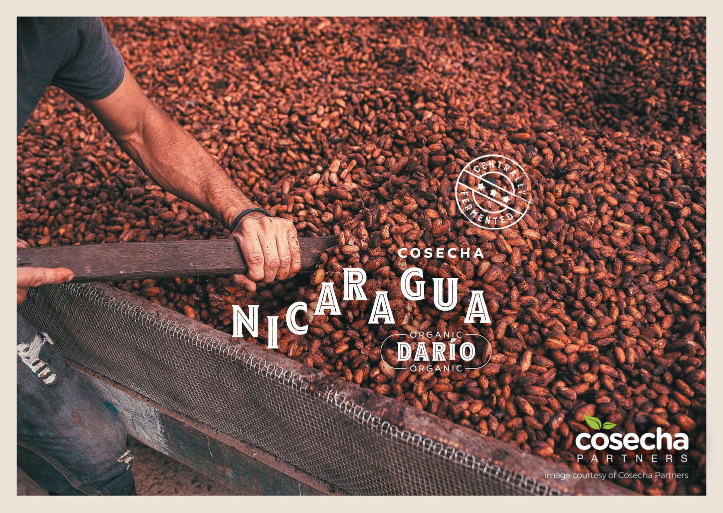 Nicaragua Cosecha Partners Dario Cacao Beans Bio