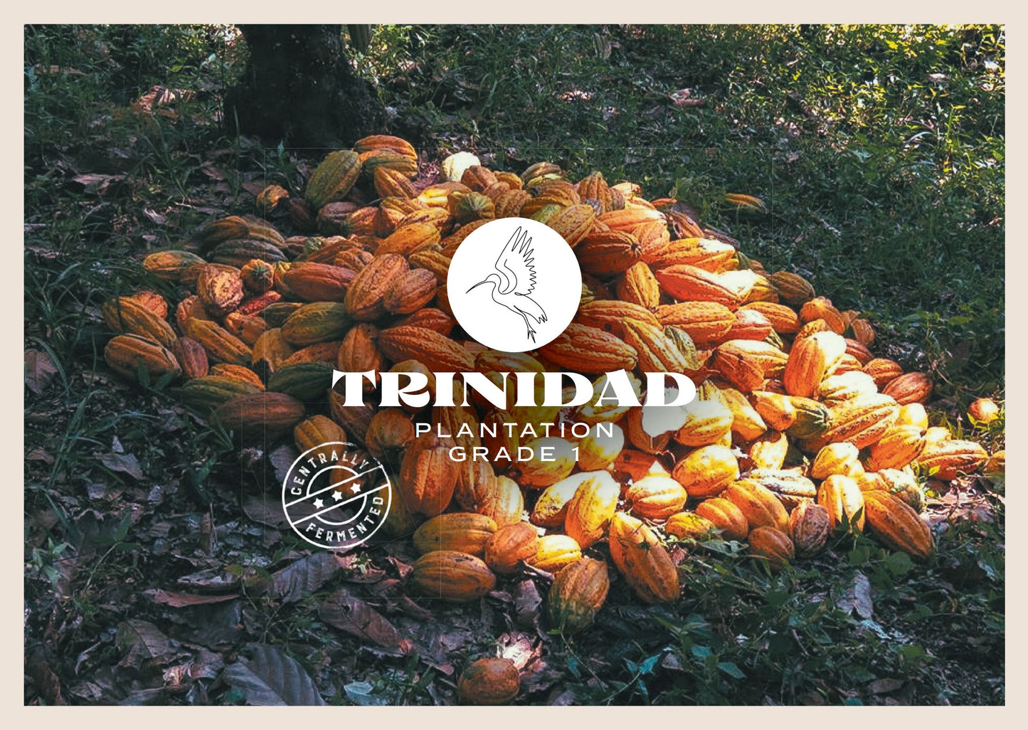 Trinidad & Tobago Tabaquite Cacao Cocoa Beans 1kg