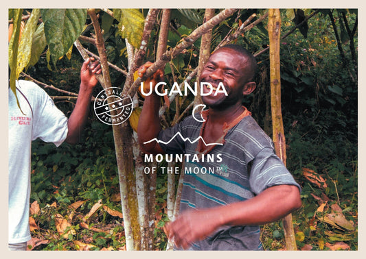 Granos de cacao orgánicos MotM de Uganda (comercio justo)