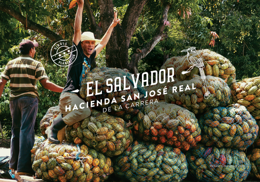 El Salvador Hacienda San José Real de la Carrera Granos de Cacao